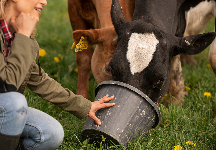 Recupero delle trebbie di birra: una mucca si nutre con questo scarto reimpiegato come foraggio.