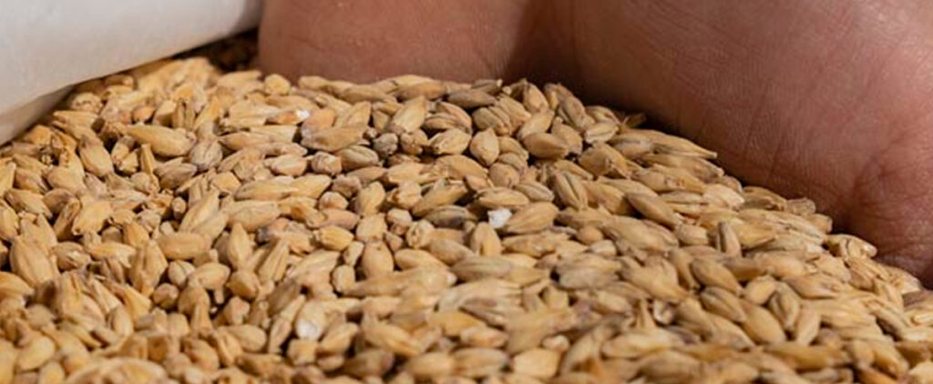 Mani immerse in cereali destinati alla produzione di birra.